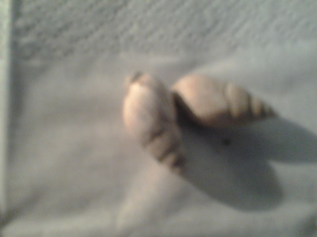 riconoscimento fossili